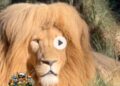 Sher Ki Pareshani 😂