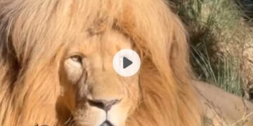 Sher Ki Pareshani 😂