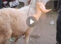 Eid ul adha ki shoping 😜