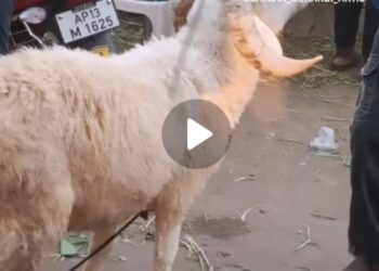 Eid ul adha ki shoping 😜