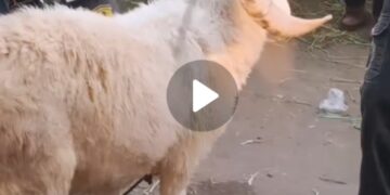 Eid ul adha ki shoping 😜