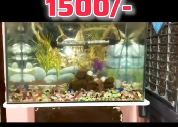 Premium Aquarium Limited Deal