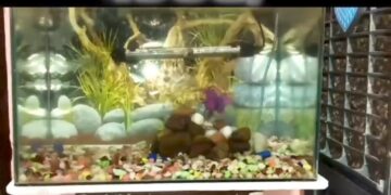 Premium Aquarium Limited Deal