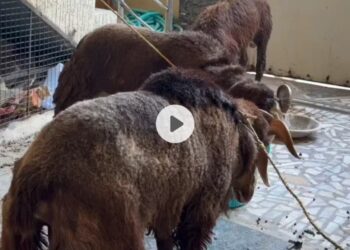 Bakra Fight Pani Ke Liye 😂