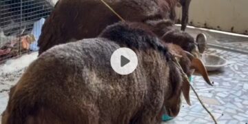 Bakra Fight Pani Ke Liye 😂