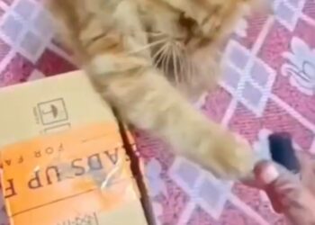 Curiosity to know wats inside the 📦🤣