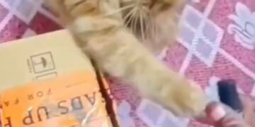 Curiosity to know wats inside the 📦🤣