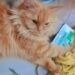 Guddi wants electrolites