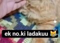 Ladaku guddi😂
