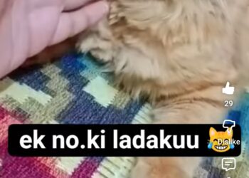 Ladaku guddi😂