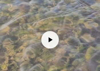 Dam water