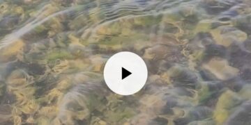 Dam water