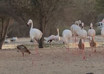 Flimingo lake Dubai