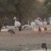 Flimingo lake Dubai