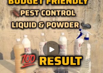 Budget😱Friendly Pest Control