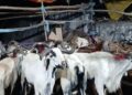 Hyd best 👌 bakra market Tolichowki