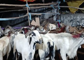 Hyd best 👌 bakra market Tolichowki