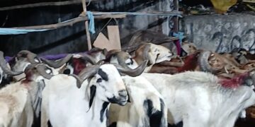 Hyd best 👌 bakra market Tolichowki