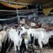 Hyd best 👌 bakra market Tolichowki