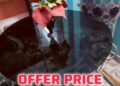 Offer Price Dining Table