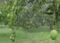 Alhamdulillah barish