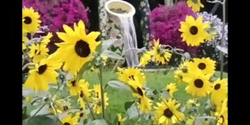 Dubai miracle garden waaoo